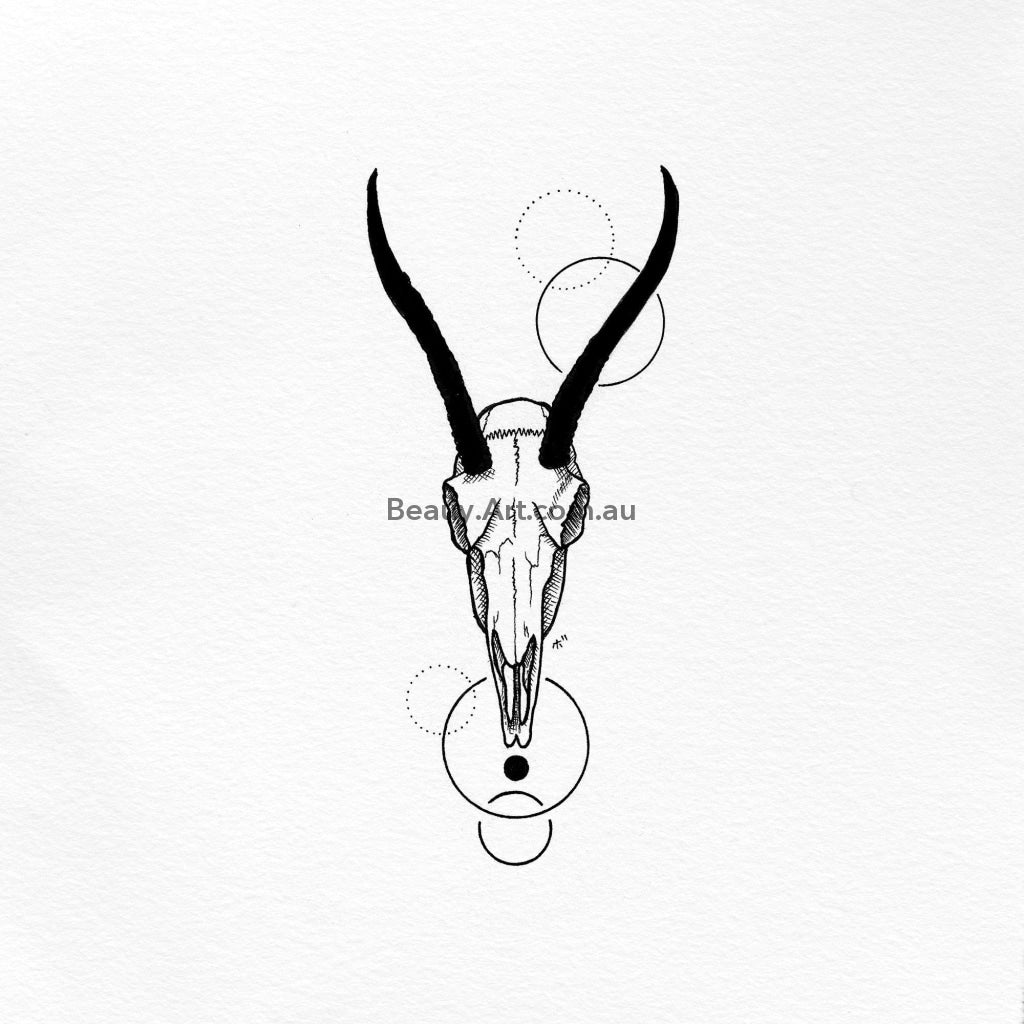 Springbok Complete Skeleton Springbok Skull